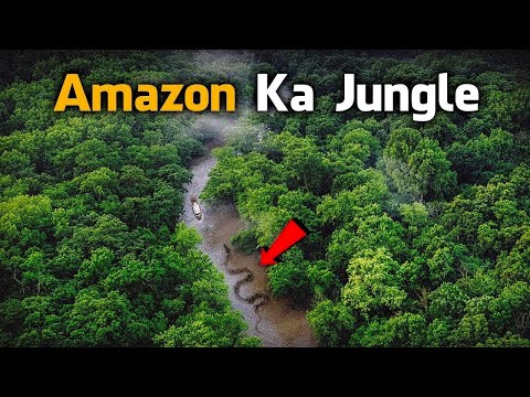 Most Dangerous Animals Of Amazon Rainforest | Strange Facts About Amazon Rainforest [Hindi/Urdu]
