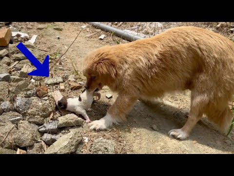 38°C, she held her baby in her mouth and ran around the garden looking for food and safe shelter