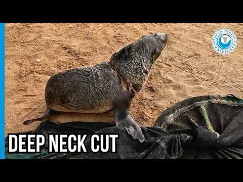 Entangled, Wounded, Forgotten - Until The OCN Team Arrives