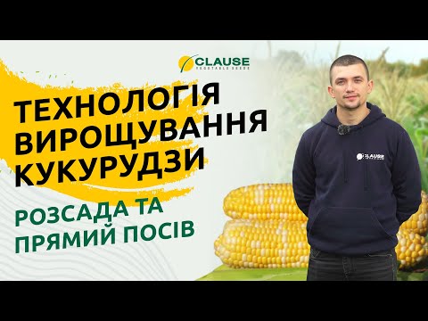 ПРОСТІ ТА ДІЄВІ ПОРАДИ ДО ВИРОЩУВАННЯ КУКУРУДЗИ