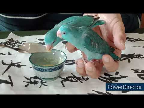 藍色小精靈〈 太平洋鸚鵡第1集〉。The Smurfs 〈 Pacific Parrotlet  episode 1〉。
