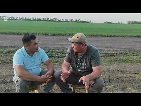 Причина по которой вымирает Северный Казахстан