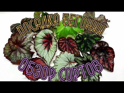 Комнатные цветы.КАК Я САЖАЮ БЕГОНИИ/ОБЗОР СОРТОВ БЕГОНИЙ