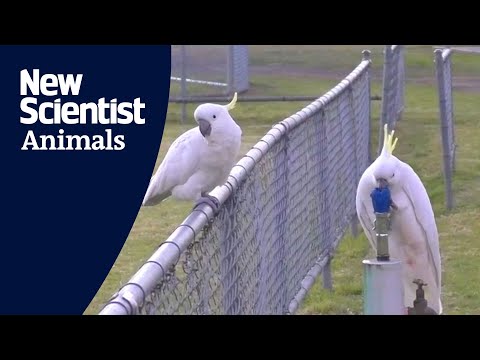 Cockatoos have learned to use public drinking fountains in Australia