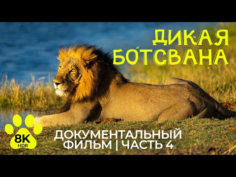 Дикая Ботсвана в 8K HDR - Документальный фильм об уникальных животных и птицах - Эпизод 4