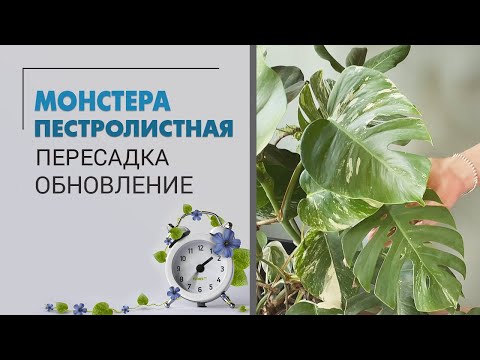 Монстера пестролистная. Спасение, пересадка и секреты ухода.