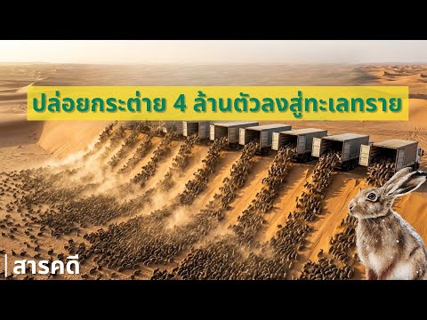 เหตุใดจีนจึงปล่อยกระต่ายหลายล้านตัวลงสู่ทะเลทราย ?