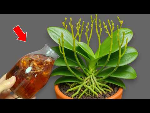 Pour 1 Cup per week! Orchids create new roots and flowers immediately