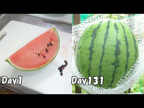 How to grow watermelon from store-bought watermelon