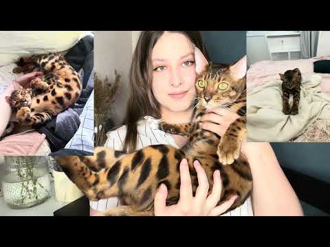 ПОСМОТРИТЕ ЭТО ВИДЕО ПЕРЕД ТЕМ КАК КУПИТЬ БЕНГАЛА!