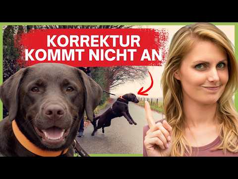 Do THIS and your dog will finally take you seriously again.