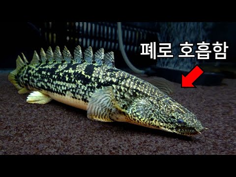 구독자님이 보내주신 희귀물고기 해부 (특징 : 육지를 걸어다님 ㄷㄷ)