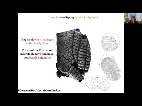Revisiting the Ediacaran Enigma
