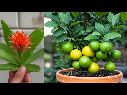 Apply tips to propagate lemon from leaves to help the tree bear fruit quickly