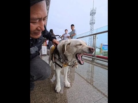 盲人宝哥行走中国 中国高铁的无障碍现在是怎样的呢?#盲人宝哥行走中国#导盲犬阿尔法#交换世界计划#青年创作者成长计划