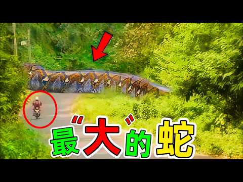 世界上最大的蛇！你永遠無法想像蛇竟然可以長這麼大，超罕見#世界最大的蛇 #大蛇 #巨蟒 #科普 #世界之最 #王宇觀地球