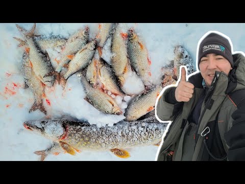 Я НЕ ОЖИДАЛ ОТ ЭТОГО МЕСТА СТОЛЬКО ТРОФЕЕВ. РЫБАЛКА КРАЙНЕГО СЕВЕРА