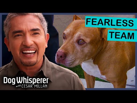 Cesar And Daddy VS Their TOUGHEST Cases! | Dog Whisperer with Cesar Millan