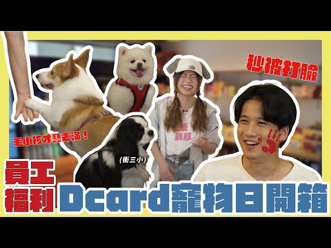 公開 Dcard 員工最大福利✨ Dcard 寵物日之「幼寵養育搶答賽」！🐱🐶貓狗不受控大鬧辦公室😱｜Dcard 報報