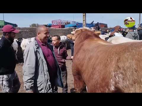 العجل دناه السوق أو معطوناش الثمن ورجعناه (دورونا الشناقة)