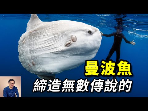 讓虎鯨做出迷惑行為，據說能給其他魚治病，河鲀家的另類，傳說有100種死法的——曼波魚/翻車魚【老肉雜談】#動物 #野生動物 #海洋生物 #魚 #fish