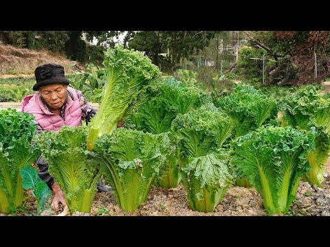 The old woman demonstrates how to preserve Chinese cabbage and cook traditional dishes.