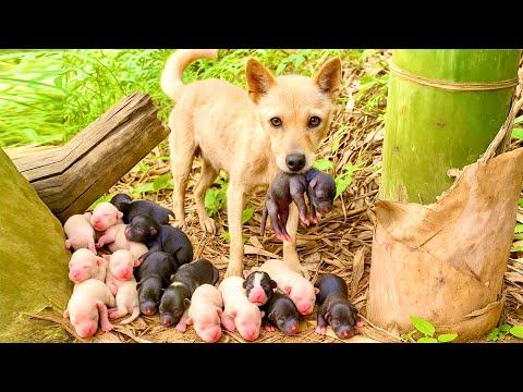 Wow! The dog mom 🐕 gave birth to so many puppies, and her next move shocked me ❤️🥰