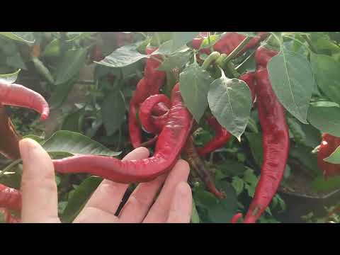 These are the EIGHT BEST varieties of Sweet Peppers every gardener should be planting!