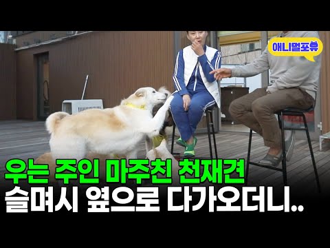 인터뷰 중 눈물 흘리는 주인 보자 천재견이 보인 충격적인 행동 I KBS 동물극장 단짝 221105 방송