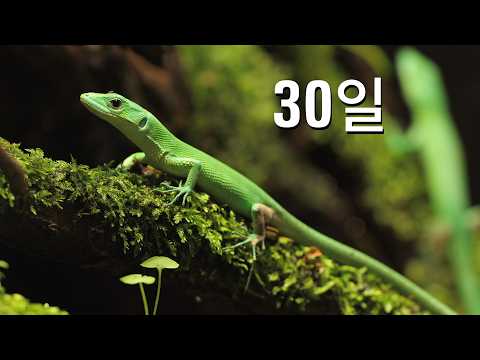 I Built an Ecosystem for My Lizards!