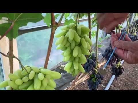 Виноград,о котором мечтают все любители !))и не только!