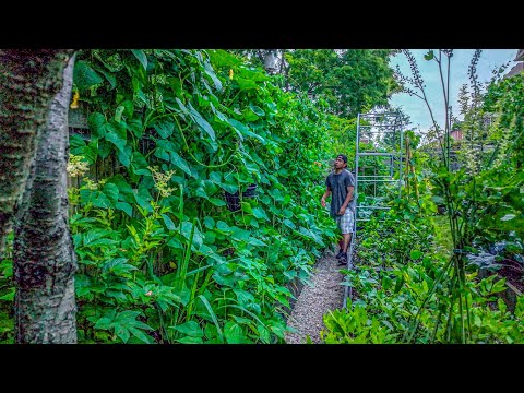 🌿 AUGUST 2025 GARDEN TOUR: The garden looks insane at peak growing season!