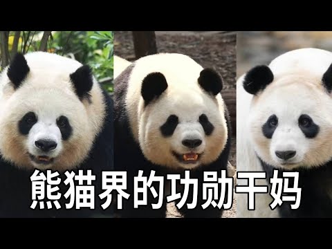 盘点熊猫界那些功勋干妈,不是亲生却胜似亲生!熊猫妈妈无私的爱真的泪目【你好大熊猫】