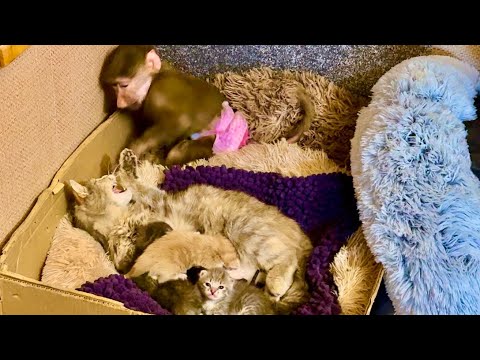 МонаЛизе надоела настойчивость Мани и она ее РЕЗКО ПРЕДУПРЕДИЛА,чтобы не лезла к котятам и носушатам