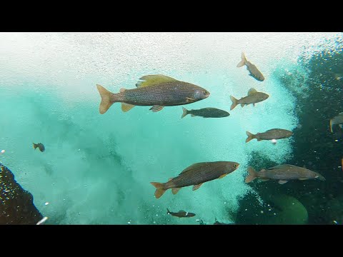 Плато Путорана глазами хариусов