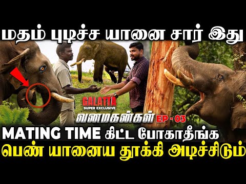 யானைக்கு நீங்க போட்ட Perfume புடிக்கல🐘😰கோபத்துல உங்ககிட்ட வருது😱Anchor-ஐ மிரளவைத்த கும்கி🙄| EP-3