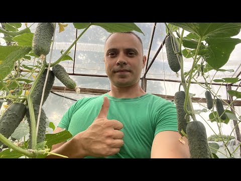 ПОДРОБНАЯ, ПОЭТАПНАЯ ИНСТРУКЦИЯ ПО ВЫРАЩИВАНИЮ ОГУРЦОВ ОТ СЕМЕЧКИ ДО УРОЖАЯ