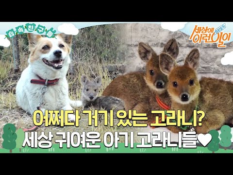 [#습속친구들] 어쩌다 거기 있는 고라니? 세상 귀여운 아기 고라니들🥰  #순간포착세상에이런일이 #WhatonEarth #SBSstory