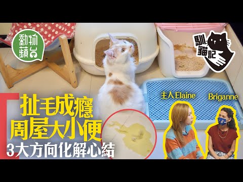 貓行為｜新貓入屋自殘扯毛加胡亂大小便 7貓主人求助望化解貓咪心結 #馴貓記 #動物蘋台─果籽 香港 Apple Daily─原刊日期：20210611