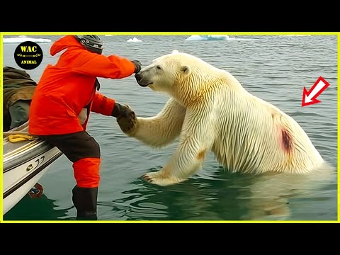 200 Animals That Asked People for Help & Kindness Caught On Camera ! #76