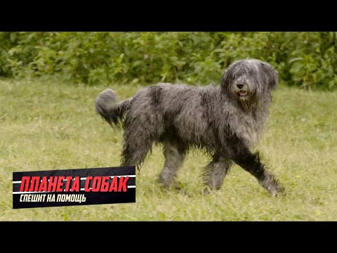 Бергамская овчарка. Планета собак спешит на помощь 🌏 Моя Планета