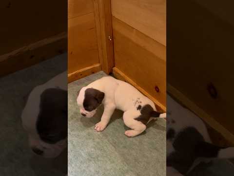 Every puppy parent NEEDS this! 🐶