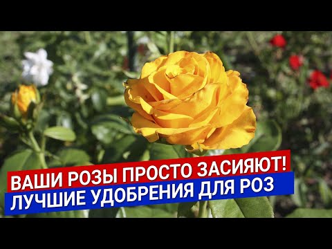 Ваши розы просто засияют! Лучшие удобрения для роз