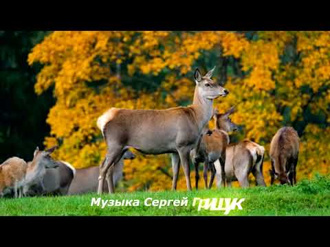 Осенний красивый сборник - осенней музыки для души!  Музыка Сергей Грищук #КРАСИВАЯМУЗЫКА