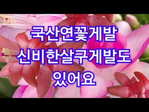 There are also many mysterious crab cacti.