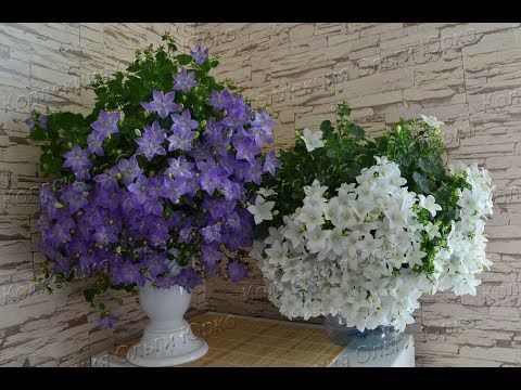 О шаровидной форме куста, прищипках и ошибках.