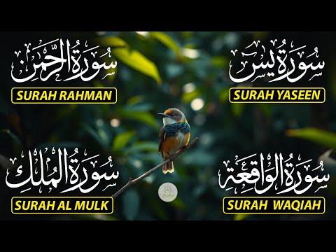 Magical Recitation Surah Yaseen (Yasin) | Surah Rahman | Surah Waqiah | Surah Mulk