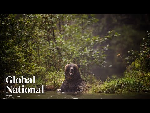 Global National: Nov. 21, 2025 | Grizzly bear charges group of BC elementary school children