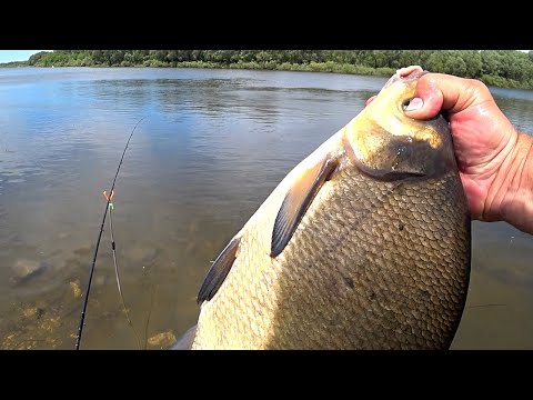This tackle never fails for BREAM! The fish bite one after another! Feeder fishing!