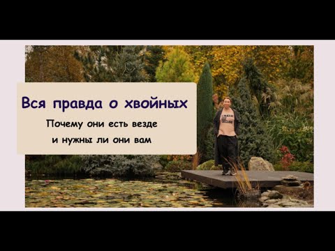 ВСЯ ПРАВДА О ХВОЙНЫХ: почему они есть везде и нужны ли они вам